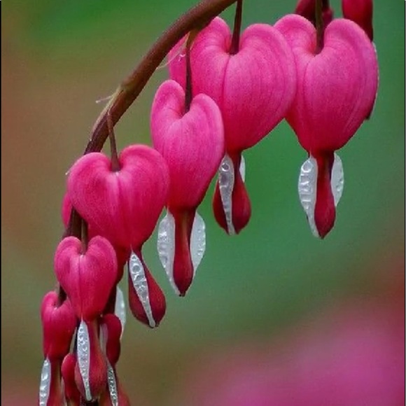 Thank you for visiting my closet - Picture 8 of 16